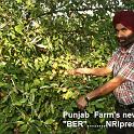 Punjab_Farm 052